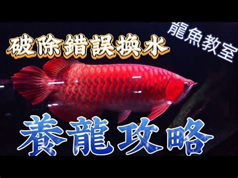 龍魚換水|【龍世界】新手玩家如何用正確方式為魚缸換水。錯誤的換水方式。